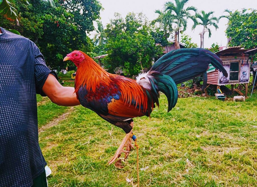 Người mua có thể có được con gà chọi theo đúng ý của mình