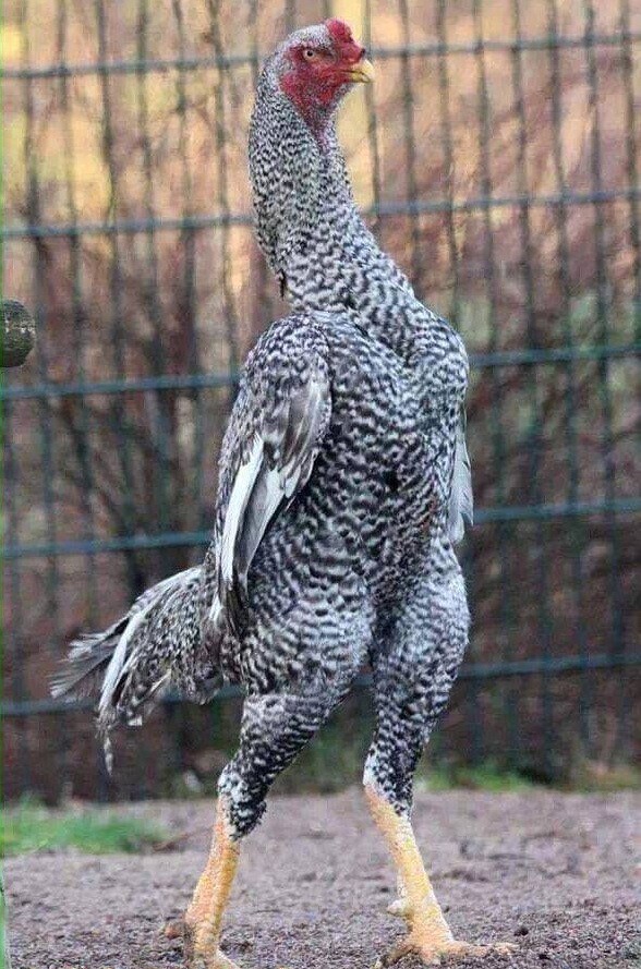 Nguồn gốc của giống gà Shamo bạn nên biết