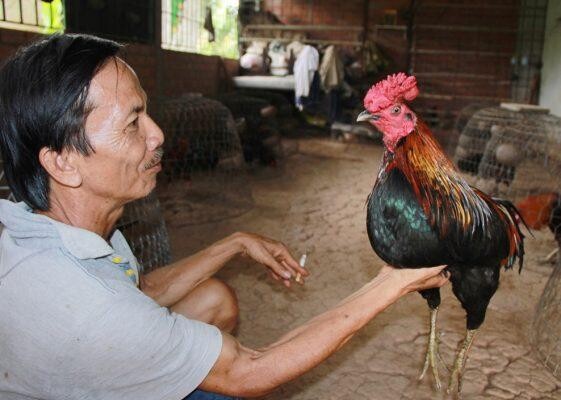 Hôm nay đá gà màu gì ngon và chuẩn xác 100% mới nhất 7 Xem màu mạng gà hôm nay theo giờ