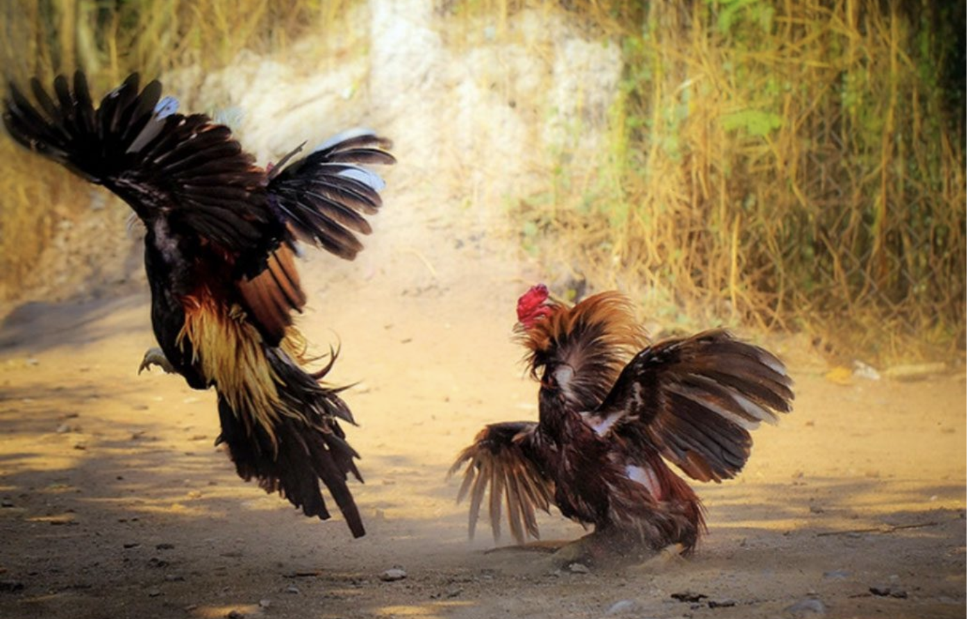 Cách lựa chọn gà đá chân của có khả năng đá tốt