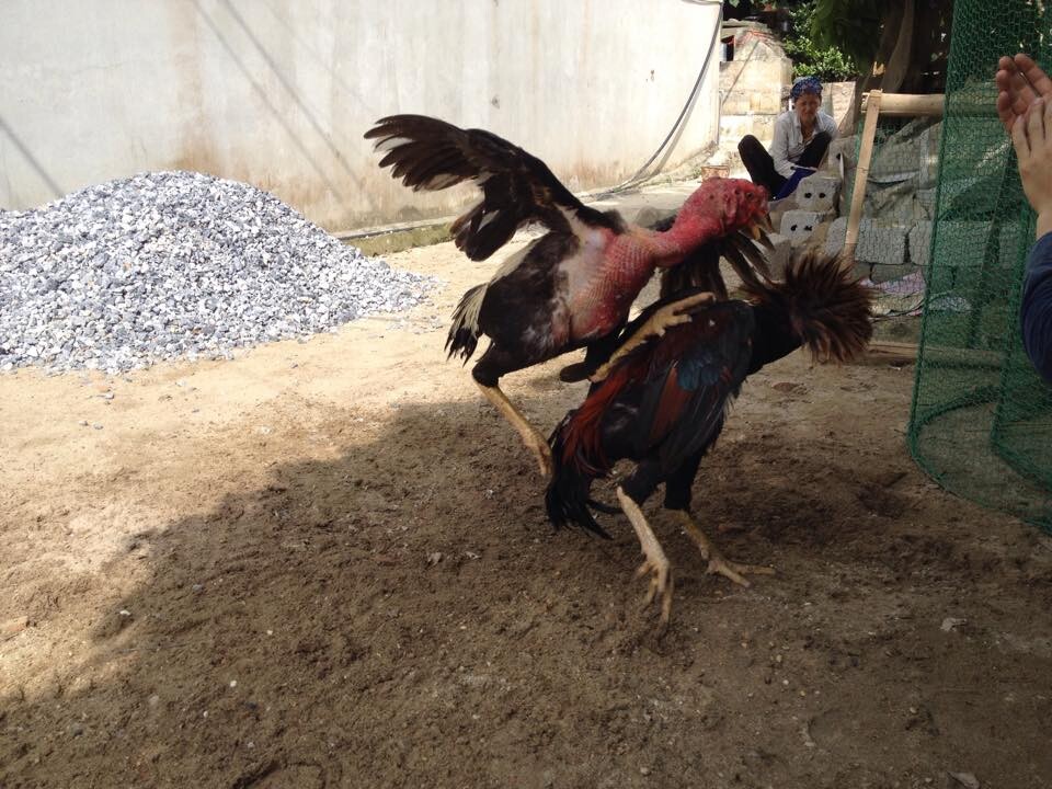 Dòng gà đá mu lưng là gì?