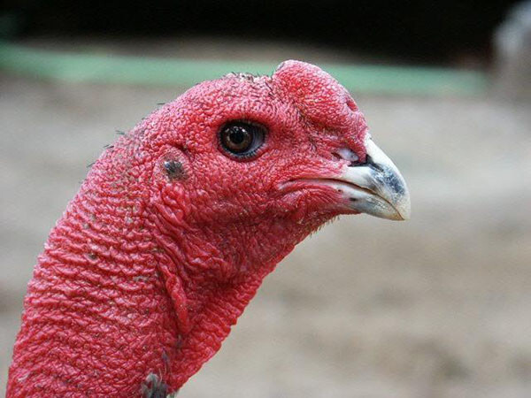 Gà chọi mắt ếch là gà gì? 