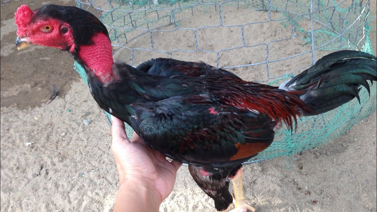 Gà chọi tơ khi 6 tháng tuổi là mốc thời gian trưởng thành quan trọng