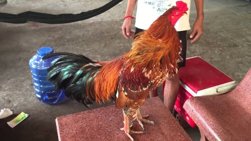 Gà cọp là gì? Đây có thực sự là chiến thần?