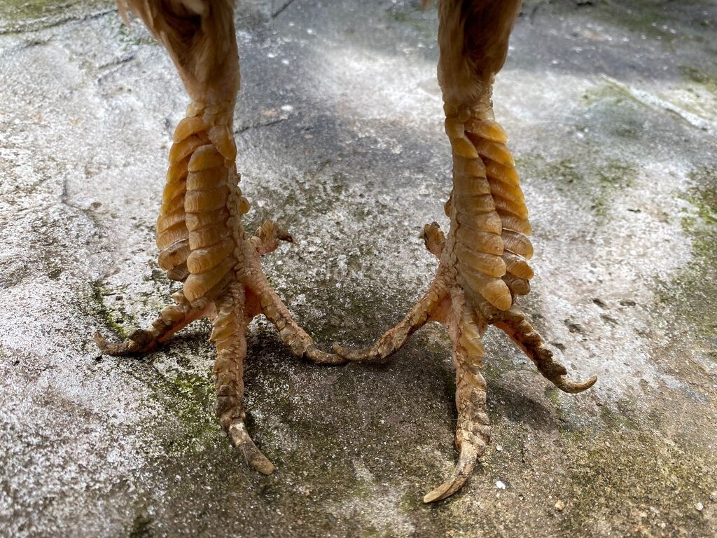 Hãy nắm chắc cấu tạo của chân gà để giúp việc nhìn vảy đúng nhất