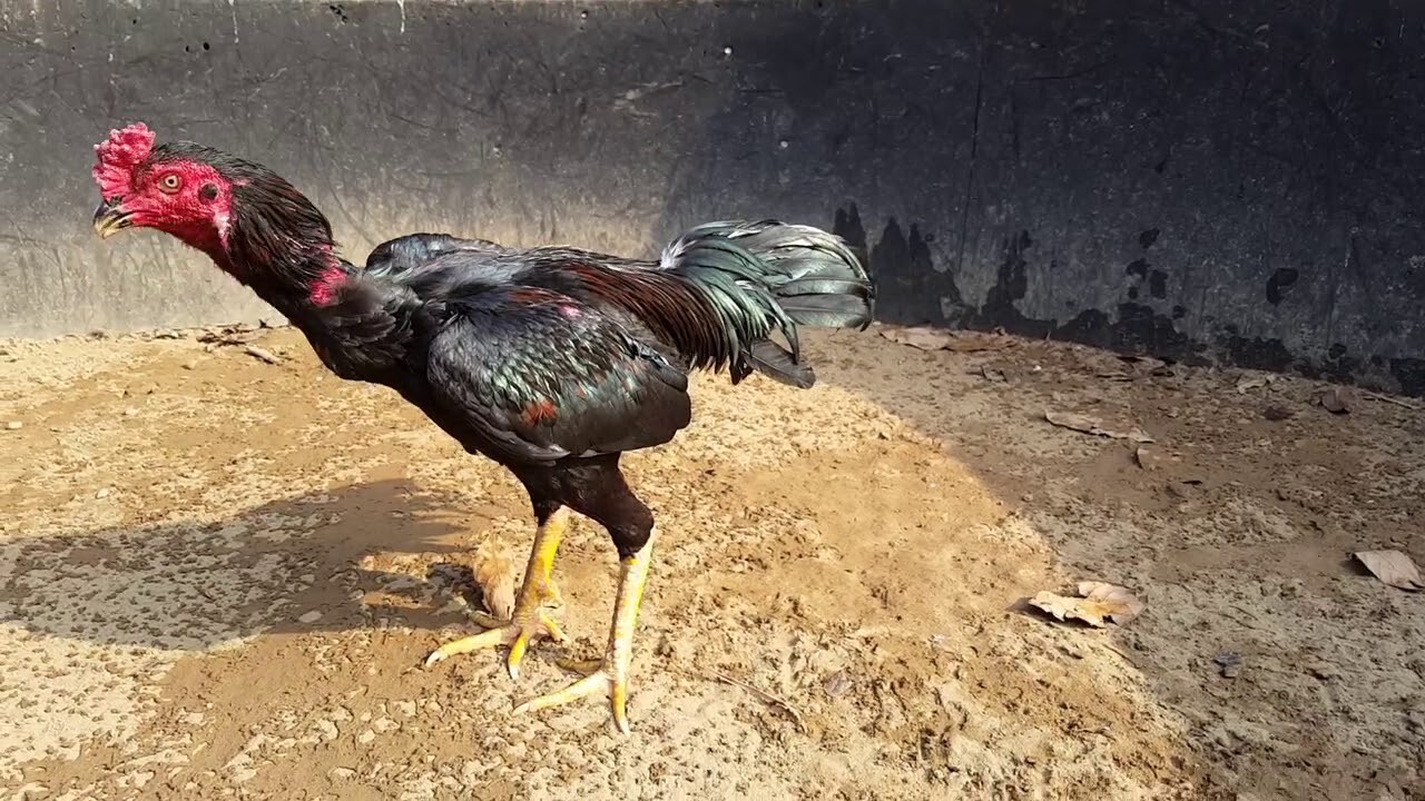 Khi gà đang thay lông thì bạn nên tránh việc om bóp gà - cách chăm sóc gà chọi tơ quan trọng