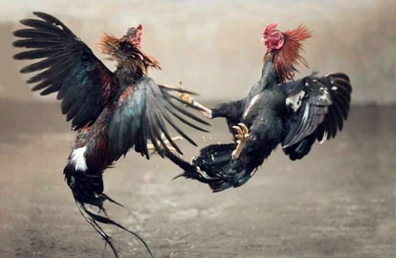 Kinh nghiệm nuôi gà đá chân cua mà bạn nên biết 