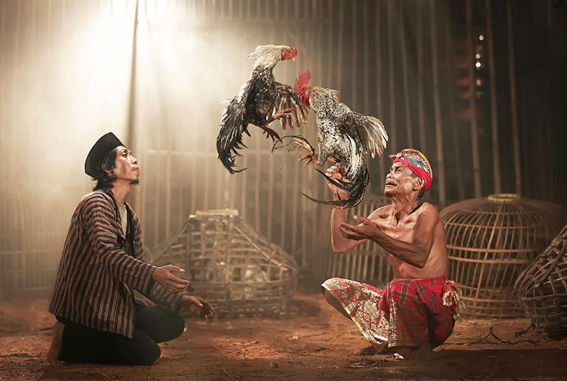 Hướng dẫn cách chăm sóc gà chọi trước khi đá từ chuyên gia 9 Một số thực phẩm chức năng khác cho gà đá