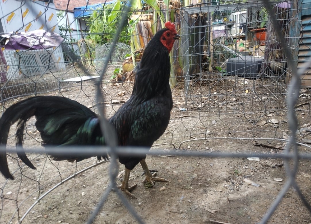 Người đổ gà phải có kinh nghiệm trong việc chăm sóc gà