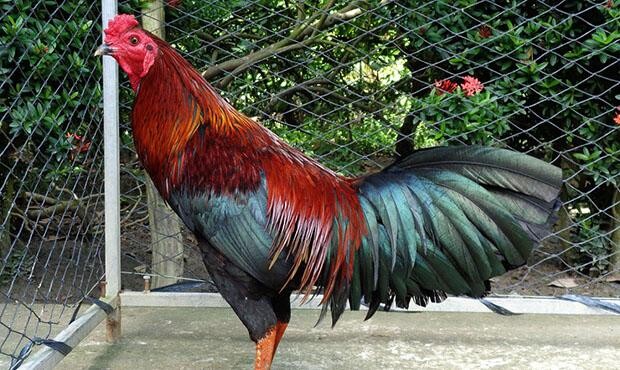 Nguyên nhân dẫn đến việc gà đá bị rót