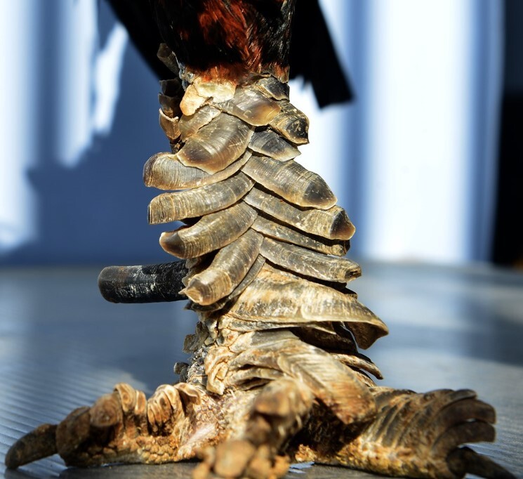 Nhiều người sưu tầm những con gà có vảy quý vì sở thích