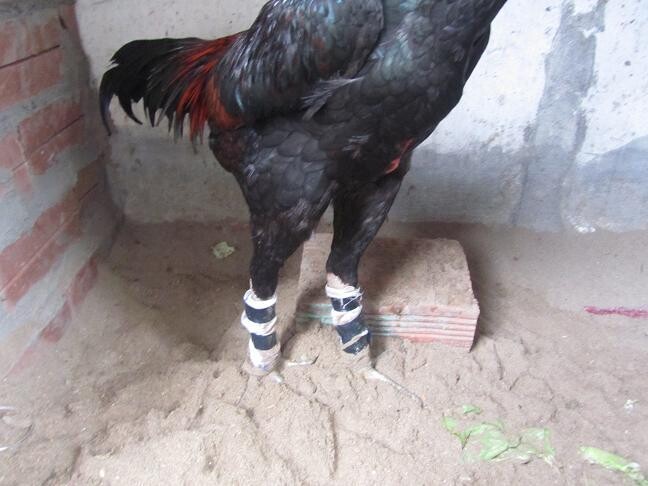 Phương pháp chạy lồng là bài tập nền móng cho gà đá