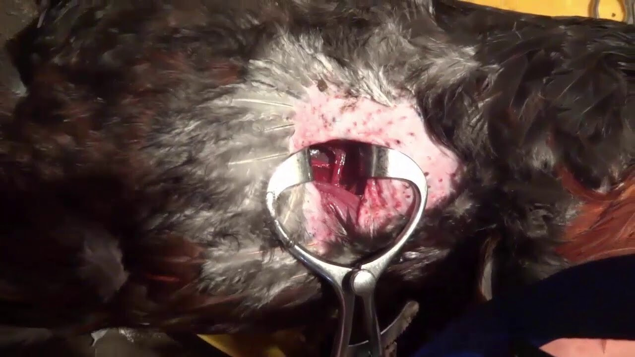 Tại sao cần phải biết cách thiến gà đúng cách?