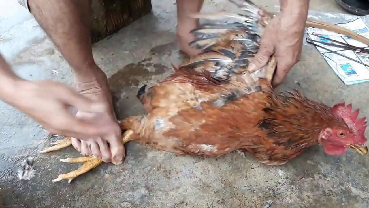 Thiến gà là một việc quan trọng, phổ biến trong quá trình nuôi gà trống