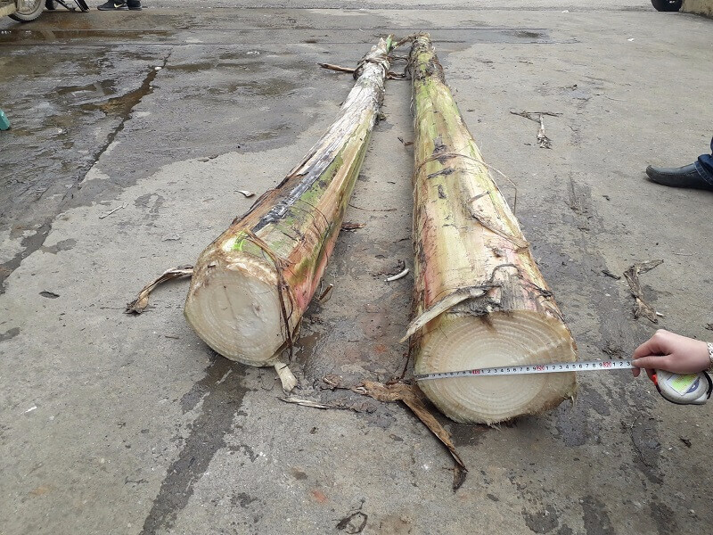 Thông tin về nguồn dinh dưỡng cho trong thân cây chuối đối với gà