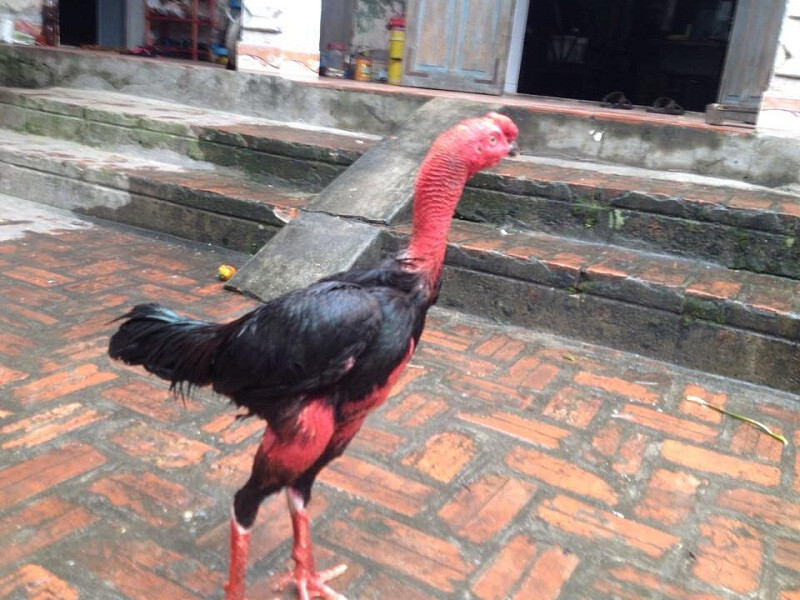 Cách chữa trị gà đá bị biếng ăn hiệu quả 100% sư kê nên biết 11 Cách chữa trị tình trạng biếng ăn ở gà đá do bị chướng diều