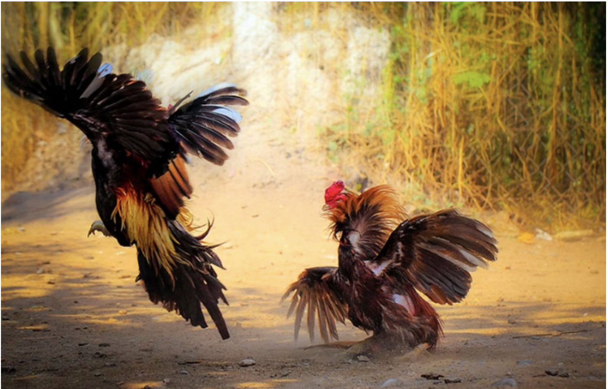 Cách làm nước cho chiến kê khi đứng sâu hồ