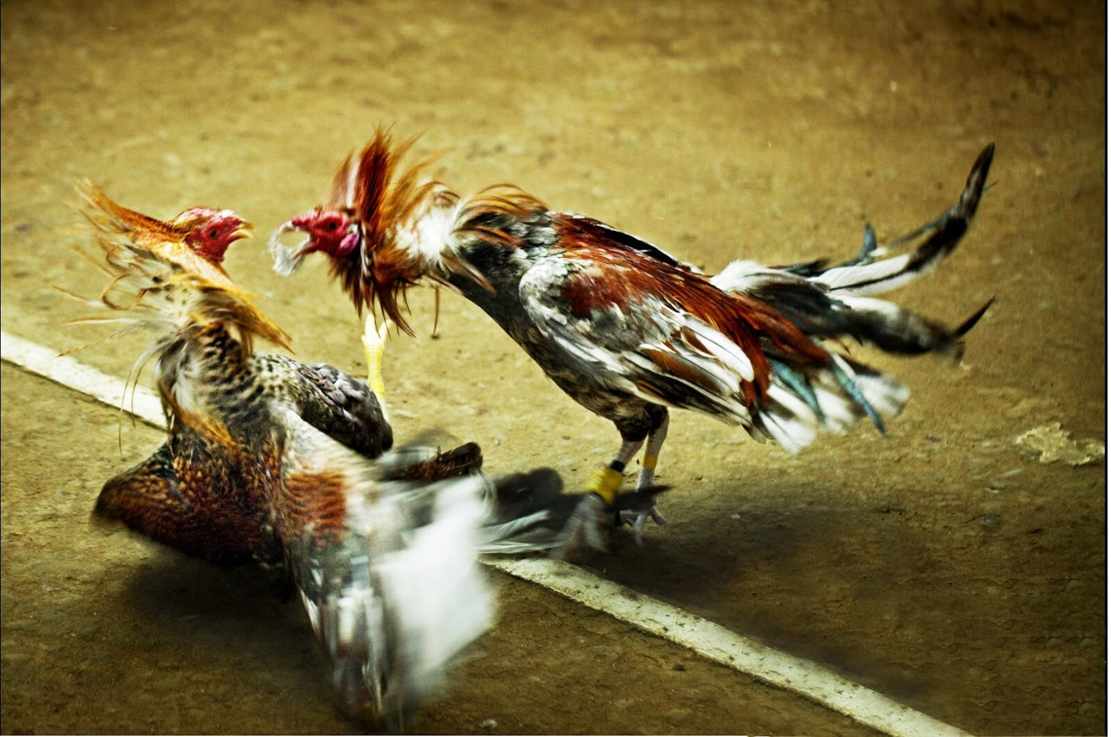 Cách làm nước cho gà chọi khi đá gà và ra hồ 