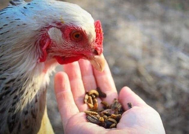 Chế độ dinh dưỡng rất quan trọng cho gà chiến