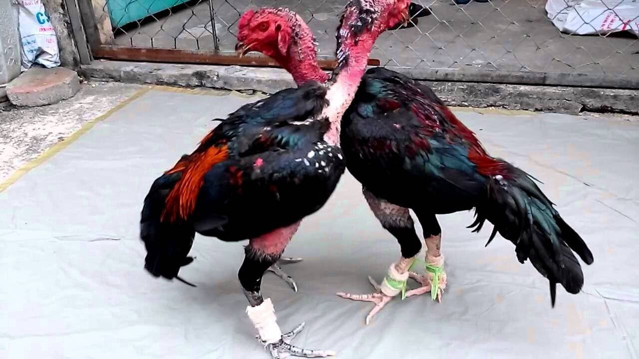 Gà trụ là một trong những thế đá gà chọi hay