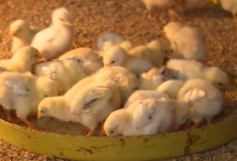 Lồng úm gà con - Bí quyết nuôi gà con khỏe mạnh