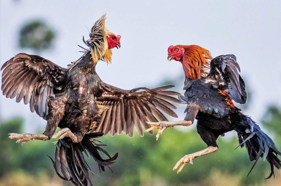 Luyện tập giúp gà đá sung