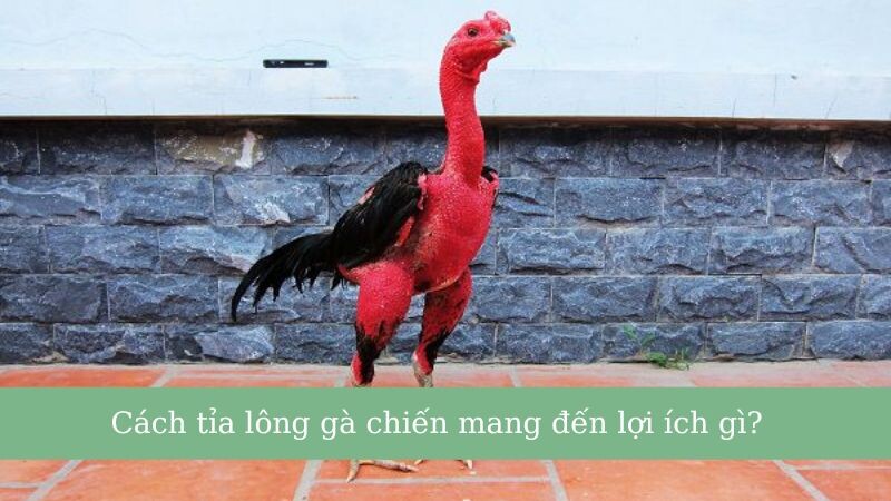Lý do nên cắt tỉa lông gà đá