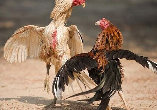 Nuôi gà đá tới pin là gì?