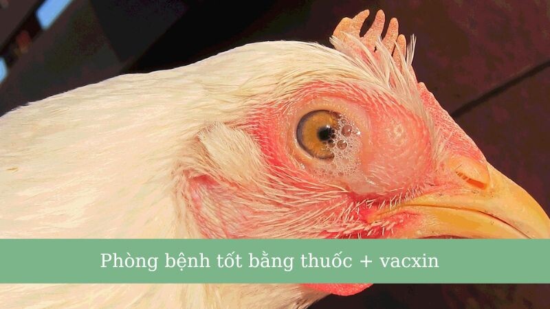 Phòng bệnh thật tốt, tránh sự ảnh hưởng của bệnh tật