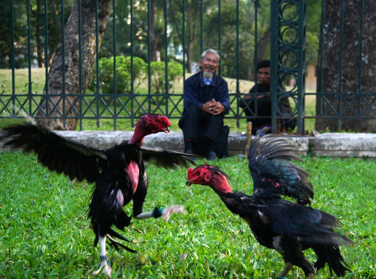 Tổng hợp những cách nhận biết gà đá có đòn cáo hiểm mà anh em sư kê nên biết