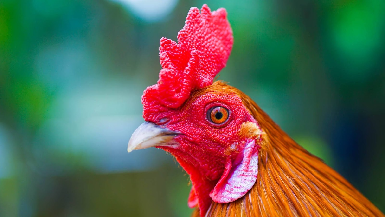 Cách chọn mồng gà đá đẹp - Giới thiệu các loại mồng phổ biến 4 Bạn nên tìm hiểu về đặc điểm các loại mồng trước khi mua gà đá