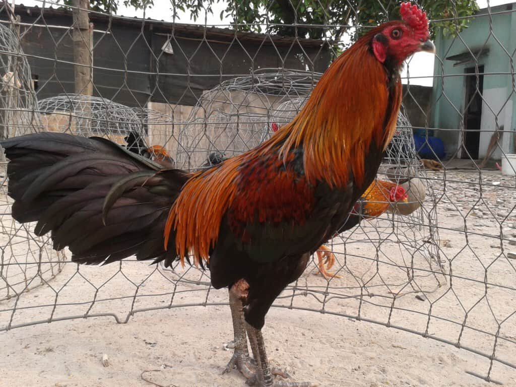 Các cách ghép gà chọi đá khác để lai tạo thành công gà chọi đá chất lượng