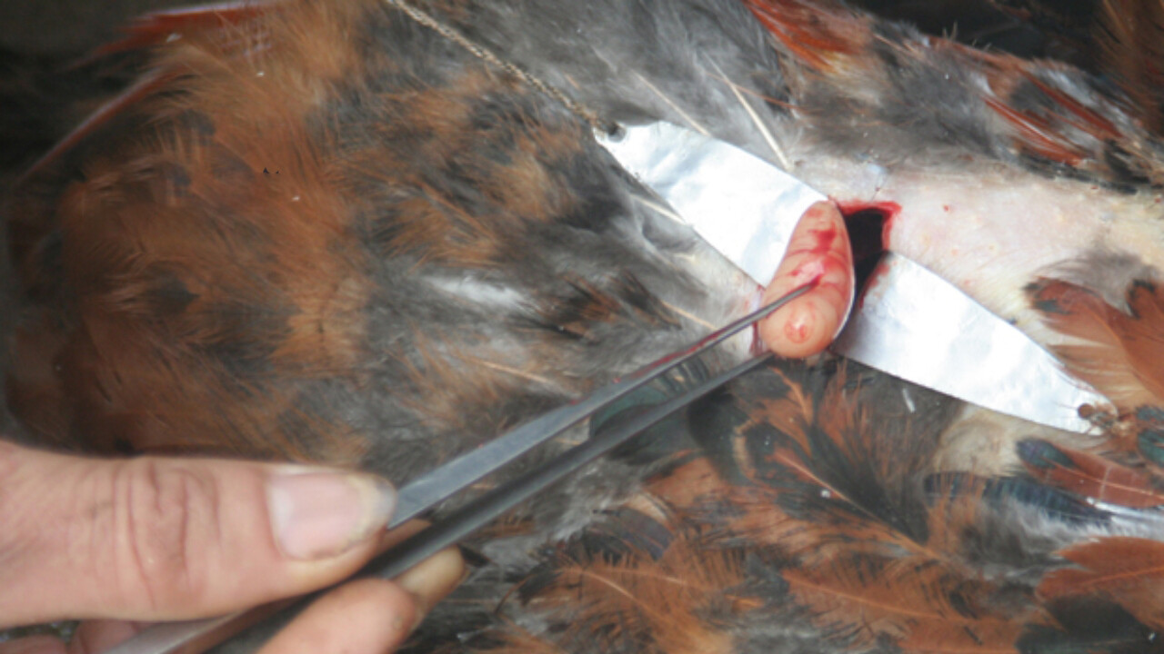 Hiện nay người ta thường thiến gà thông qua hai phương pháp thiến bụng và sườn