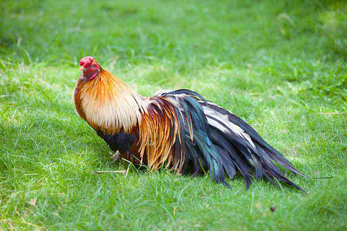 Rau củ cung cấp khoáng chất cho lông gà đẹp