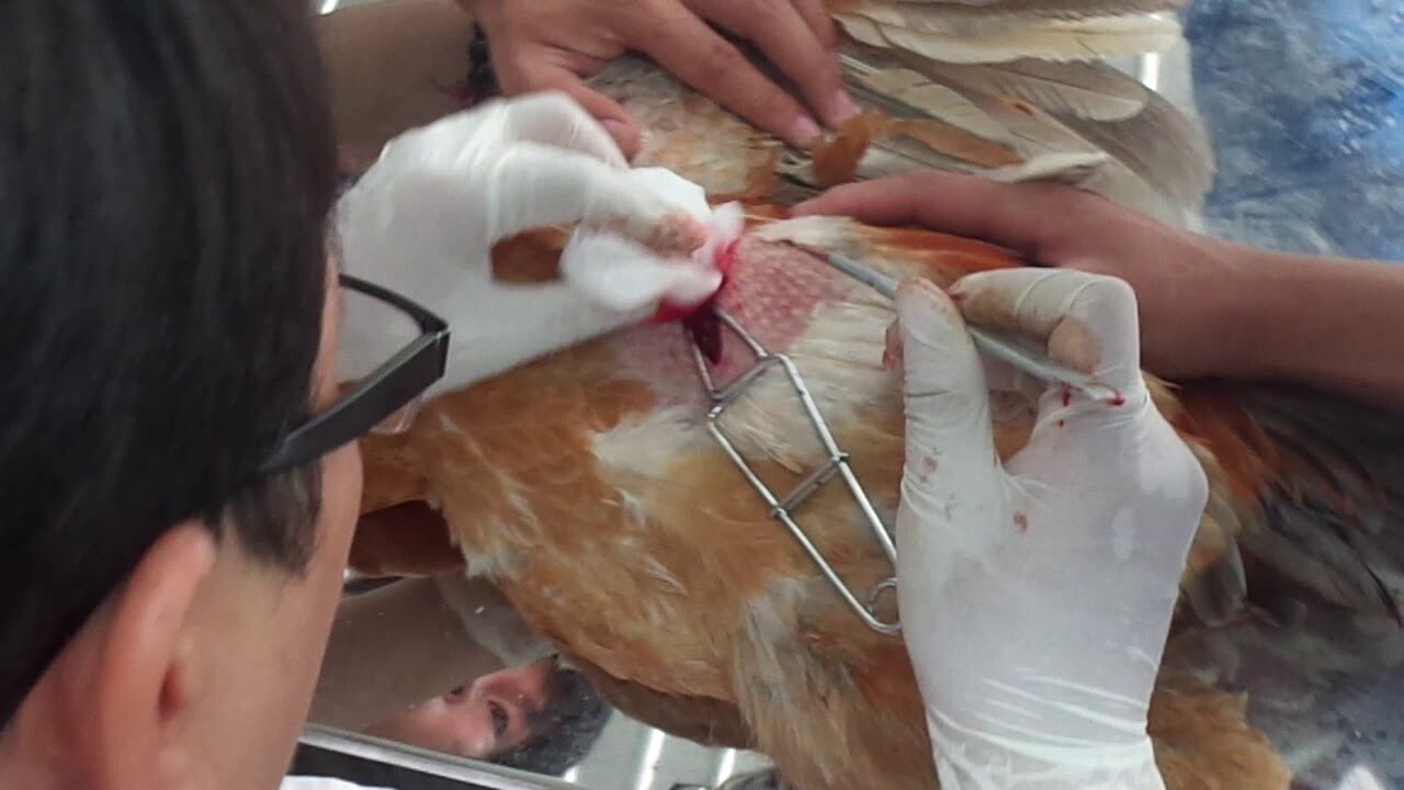 Sau khi thiến bạn nên chăm sóc vết thương ở gà một cách cẩn thận