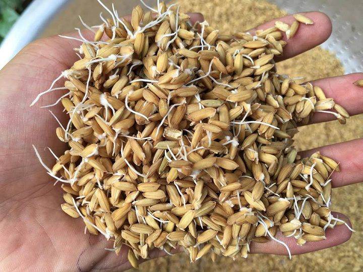 Thức ăn rất quan trọng cho bộ lông gà đá