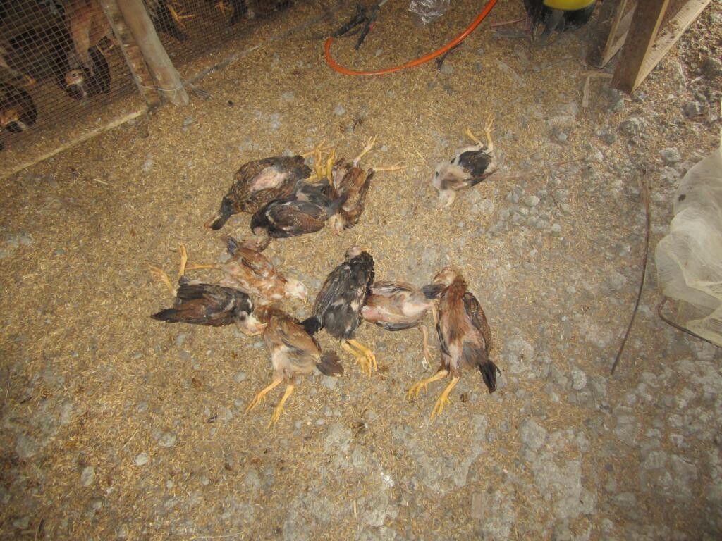 Tỷ lệ gà chết do bệnh truyền nhiễm rất cao