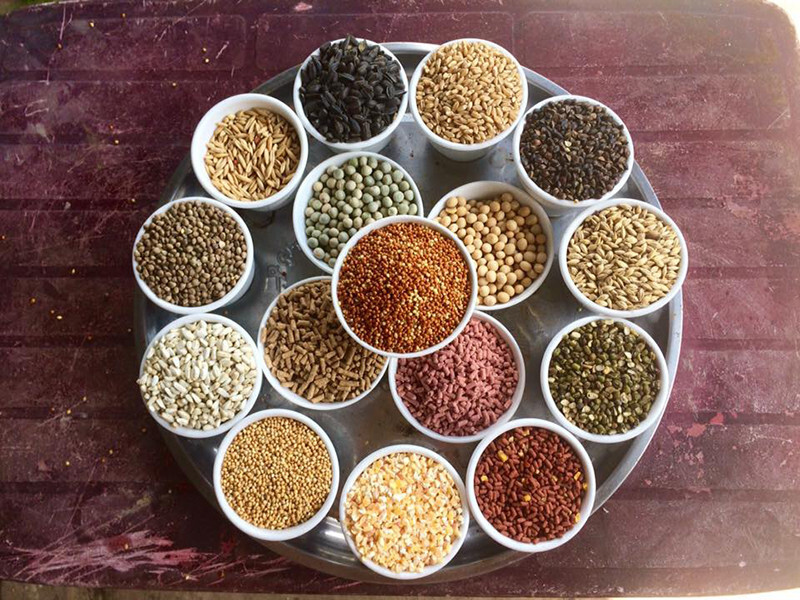 Ngũ cốc gà đá gồm những gì? Công thức trộn như thế nào 5 Các nguyên liệu ngũ cốc gà đá gồm những gì