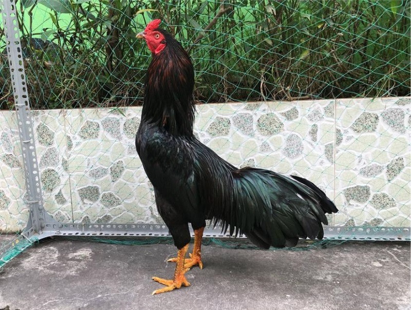 Màu lông gà nên ưu tiên lựa chọn