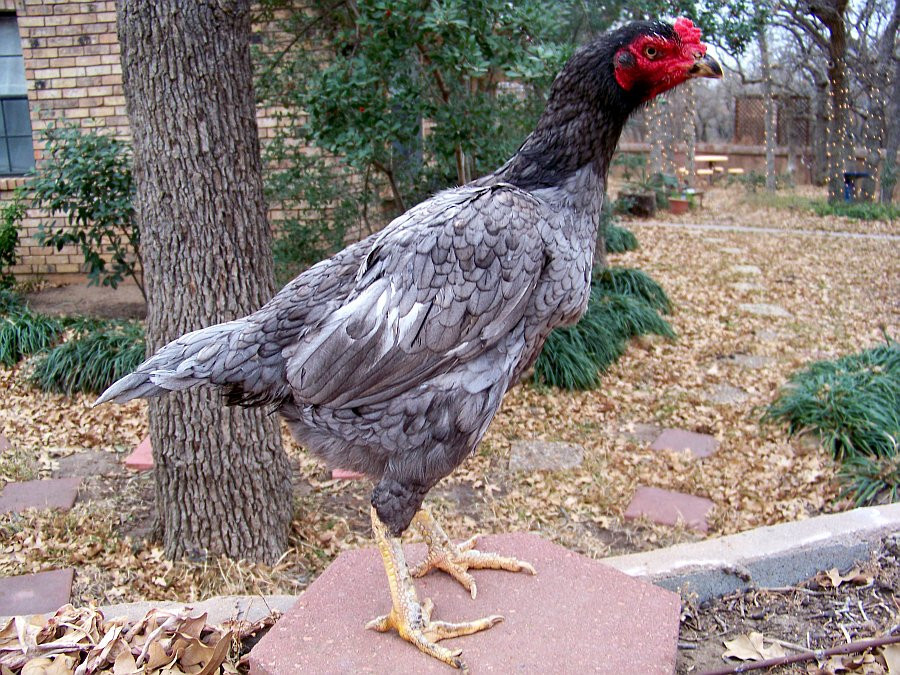 Mách bạn cách đúc gà đá theo màu lông chuẩn, hiệu quả nhất 4 Một số câu hỏi liên quan đến việc đúc gà đá theo màu lông