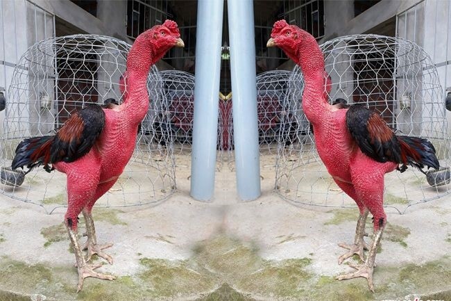 Tại sao cần om bóp rượu nghệ cho gà đá?