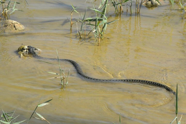 Chiêm bao thấy rắn lướt trên mặt nước