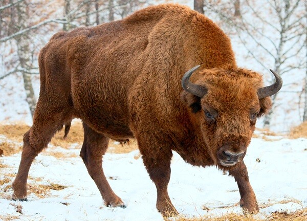 Giải mã giấc mơ: Mơ thấy bò đánh con gì dễ trúng thưởng lớn? 6 Mơ thấy bò rừng