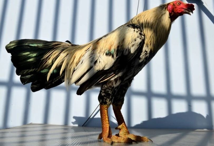 Bật mí cách nuôi gà vảy rồng khoẻ mạnh