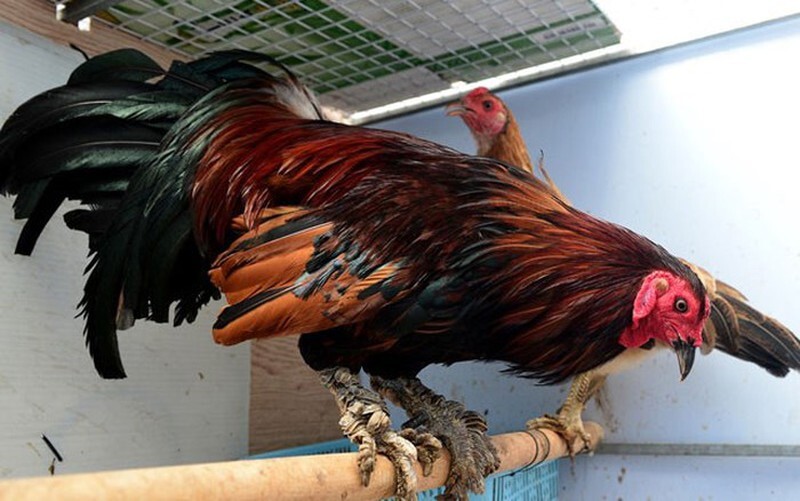 Hướng dẫn chọn gà đá vảy rồng chuẩn