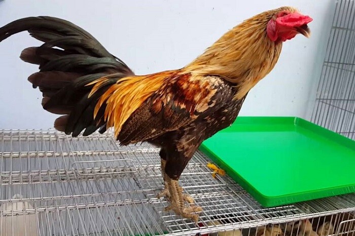 Sơ lược thông tin về giống gà chọi vảy rồng bạn nên biết