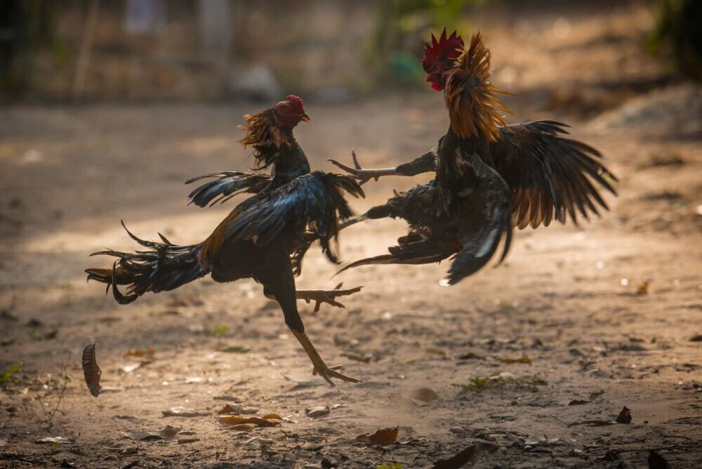 Top sảnh đá gà Thomo được nhiều cược thủ tin tưởng