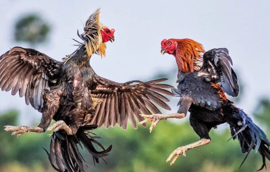 Quy trình huấn luyện gà đá với các bài tập chuyên nghiệp