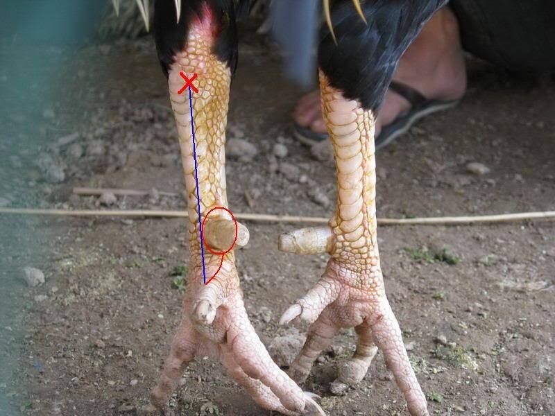 Các bước lên cựa gà chuẩn kỹ thuật 