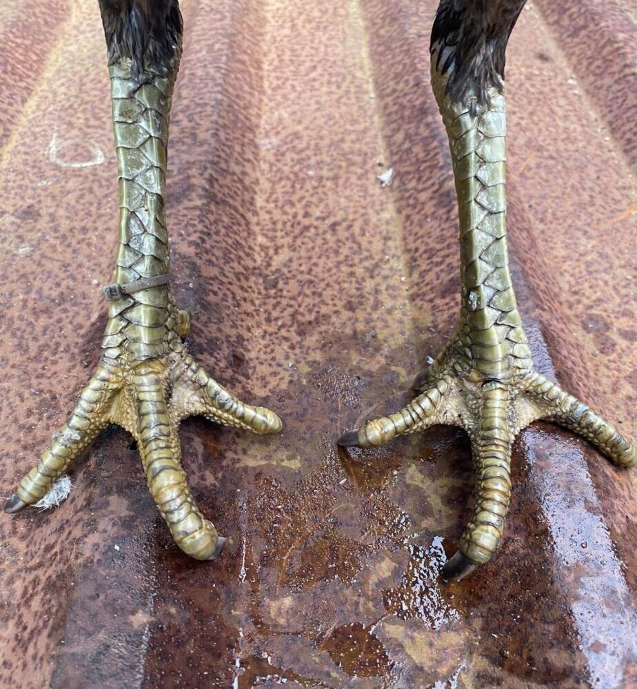 Các loại vảy vấn cán phổ biến hay gặp